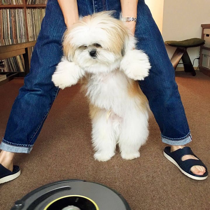 メラニアンとシーズーのミックス犬〝ポメシー〞のモコゾウ