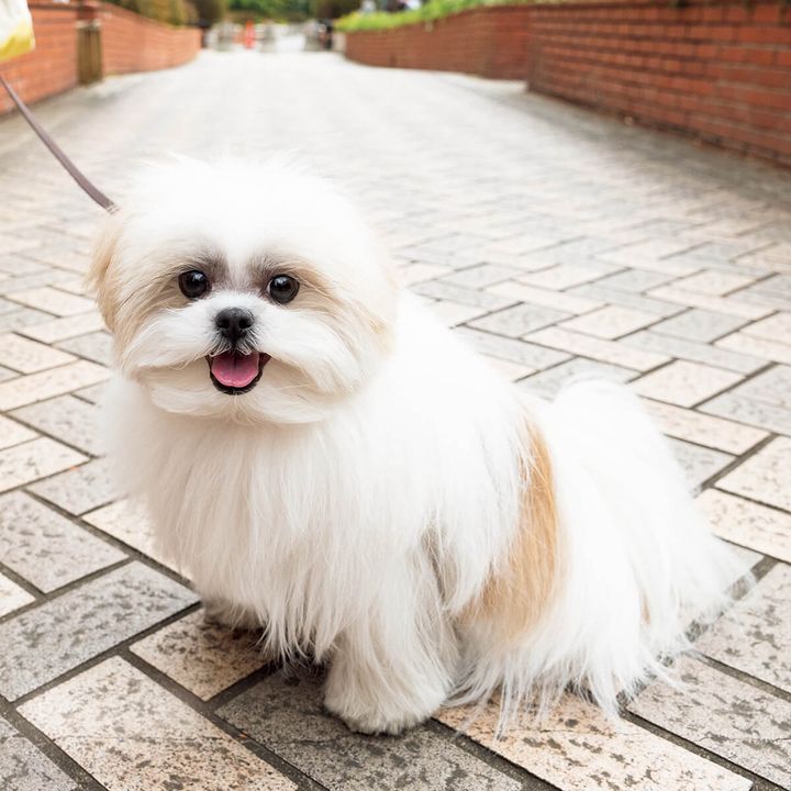 メラニアンとシーズーのミックス犬〝ポメシー〞のモコゾウ
