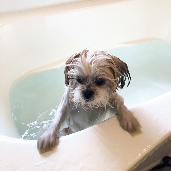 メラニアンとシーズーのミックス犬〝ポメシー〞のモコゾウ