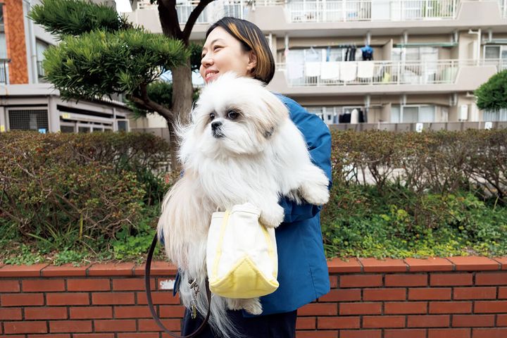 メラニアンとシーズーのミックス犬〝ポメシー〞のモコゾウ、臼井良子