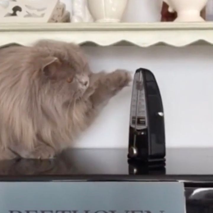 メトロノームで戯れる猫、動けば止めたく止まれば触れたく