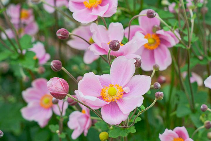 シュウメイギク