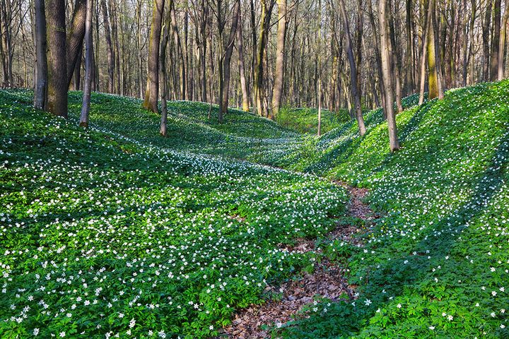 グラウンドカバー