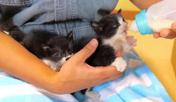 ミルクを飲む子猫