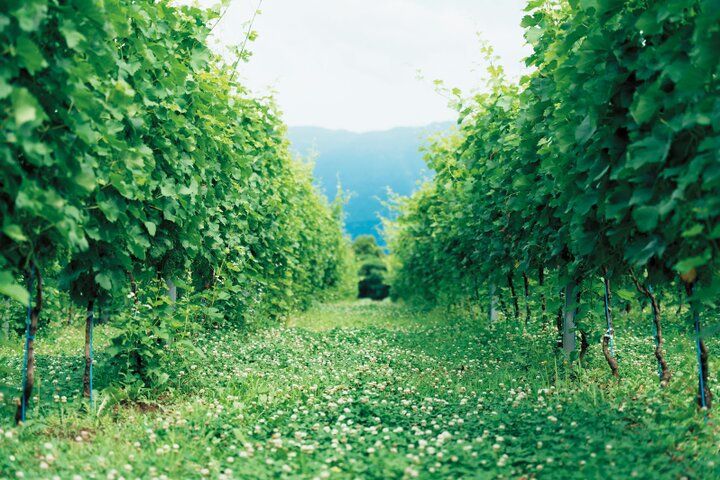 【2024年 イヴルルド遙華の12星座占い】～新しい年に最強の幸せを手にするには？～