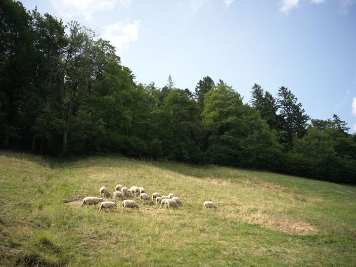 羊たちが草をはむのどかな風景