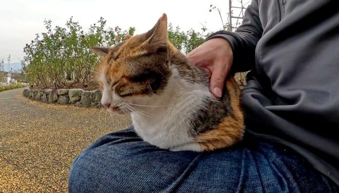 膝の上で丸くなる猫
