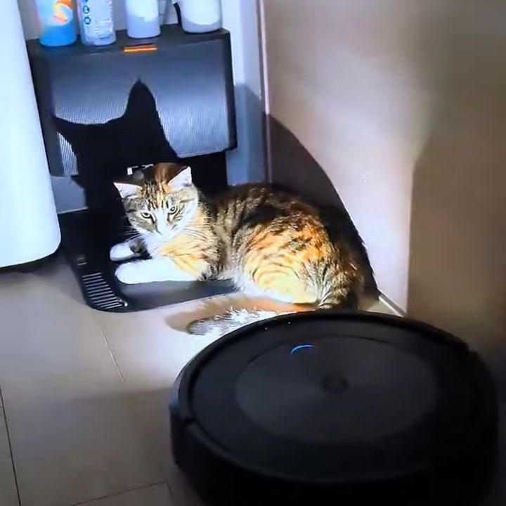 頑なにルンバの帰宅を阻止する猫、サーチライトに照らされながら