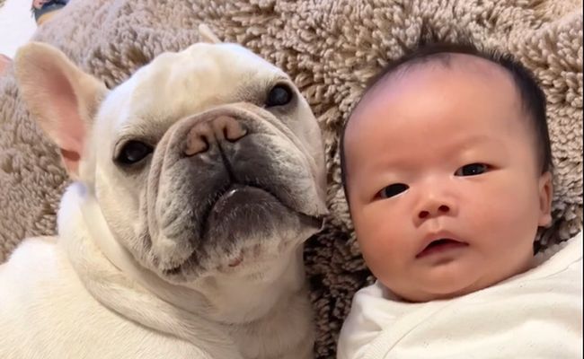 YouTube ぽっくんち。「フレブル犬が赤ちゃんの隣りであくびをしたら」