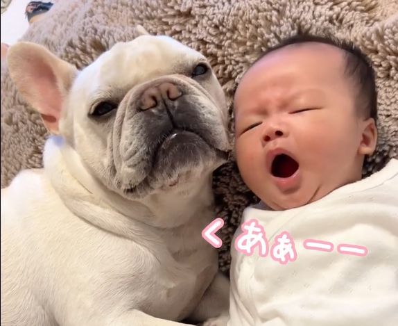 YouTube ぽっくんち。「フレブル犬が赤ちゃんの隣りであくびをしたら」