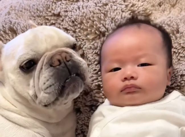 YouTube ぽっくんち。「フレブル犬が赤ちゃんの隣りであくびをしたら」