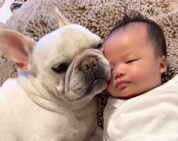 YouTube ぽっくんち。「フレブル犬が赤ちゃんの隣りであくびをしたら」