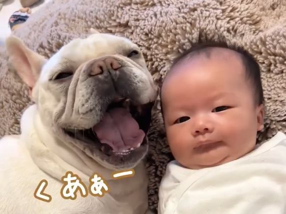 YouTube ぽっくんち。「フレブル犬が赤ちゃんの隣りであくびをしたら」