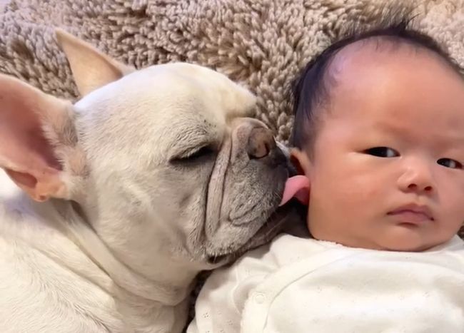 YouTube ぽっくんち。「フレブル犬が赤ちゃんの隣りであくびをしたら」