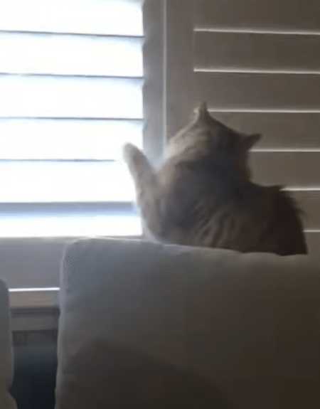 ブラインドを閉めたい飼い主 VS 明るい窓が好きな猫さん