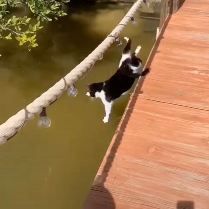 橋の上から足を滑らせ落ちた猫、落下フォームはほぼ道頓堀ニキ