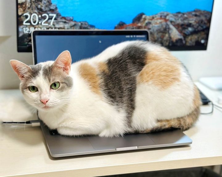 パステル三毛猫のしらたまちゃん