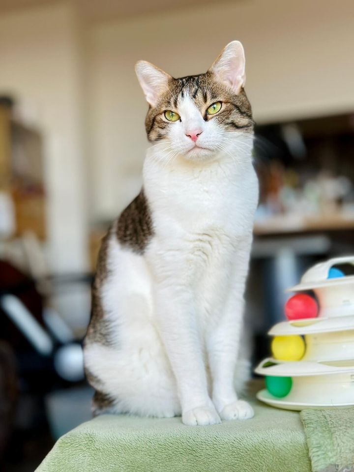 キジ白猫のくろみつちゃん