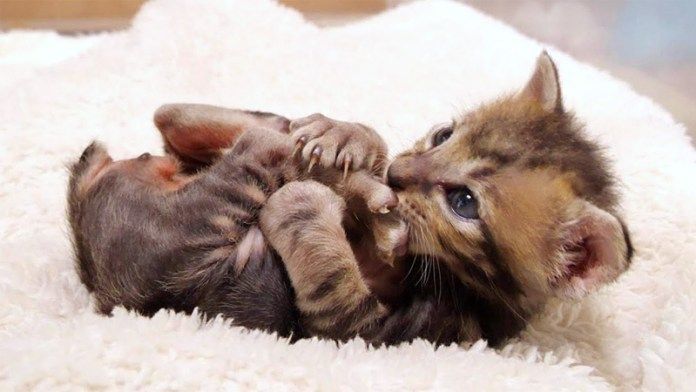 自分の足が気になる子猫