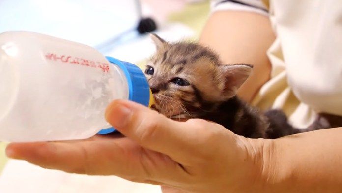ミルクを飲む子猫