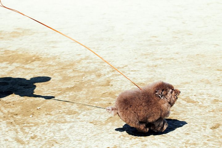 トイ・プードルのちろる