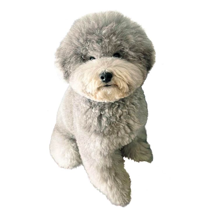 トイ・プードルのれある