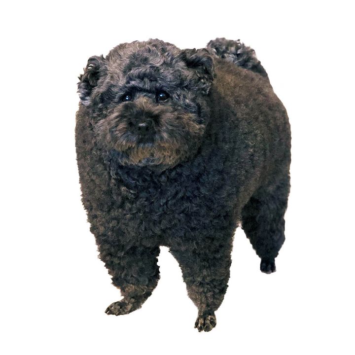 トイ・プードルのラズリ