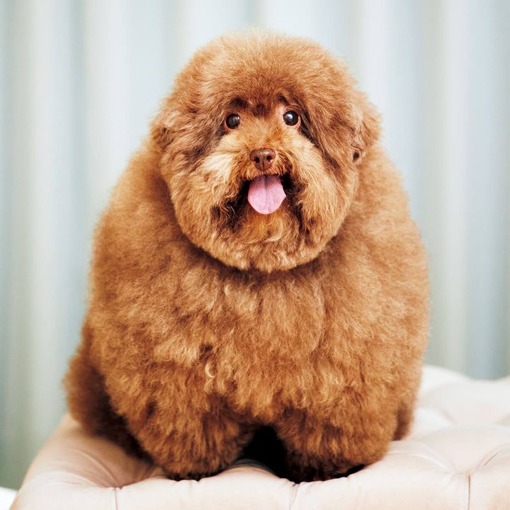 トイ・プードルのちろる