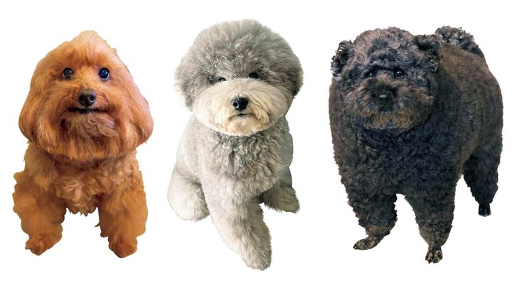 左から、トイ・プードルの森くん、れある、ラズリ