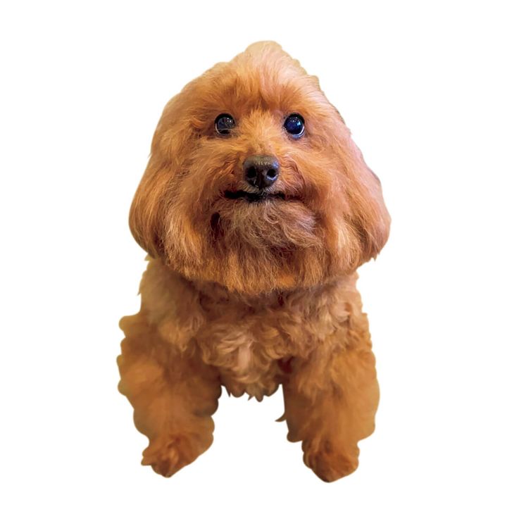 トイ・プードルの森くん