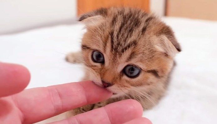 ガブガブする子猫