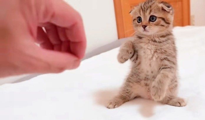 反撃してくる子猫