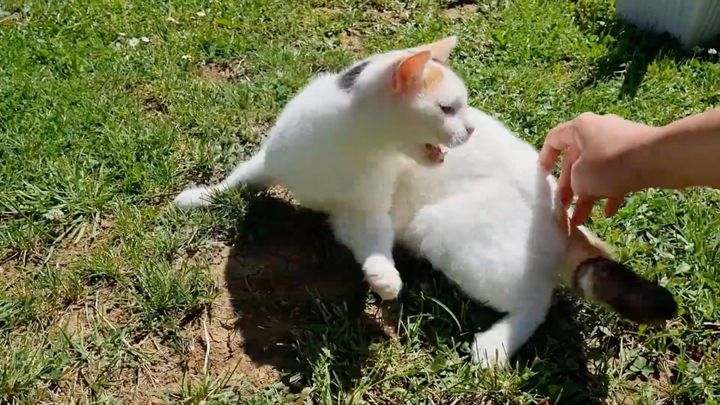 猫のシッポの付け根の二景、どう考えたらとの自問は必至