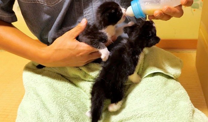 ミルクを飲む子猫