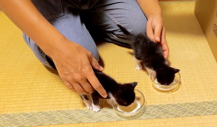 ミルクを飲む子猫達