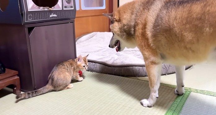 子猫と遊びたい柴犬