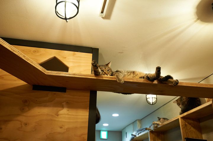 年越しに蕎麦を食べれば猫が助かる、保護猫活動支援蕎麦が12月末までの限定販売