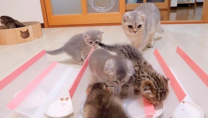 柵を破壊する子猫達