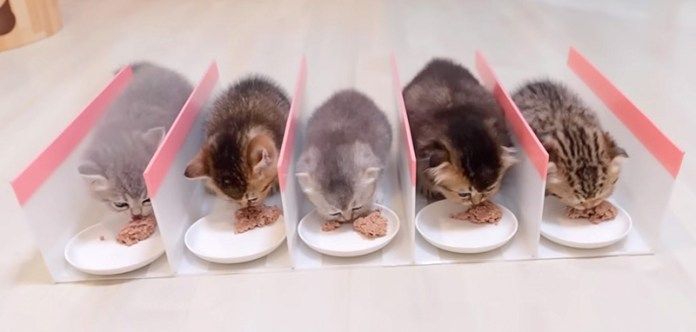 ご飯を食べる子猫達