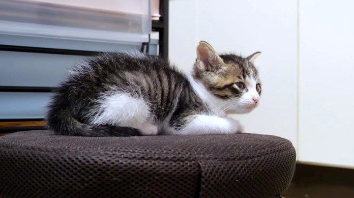 勝利の余韻に浸る子猫