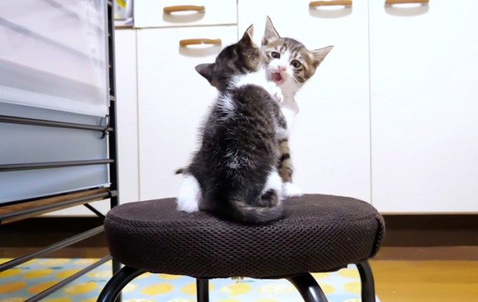 相撲を取る子猫達