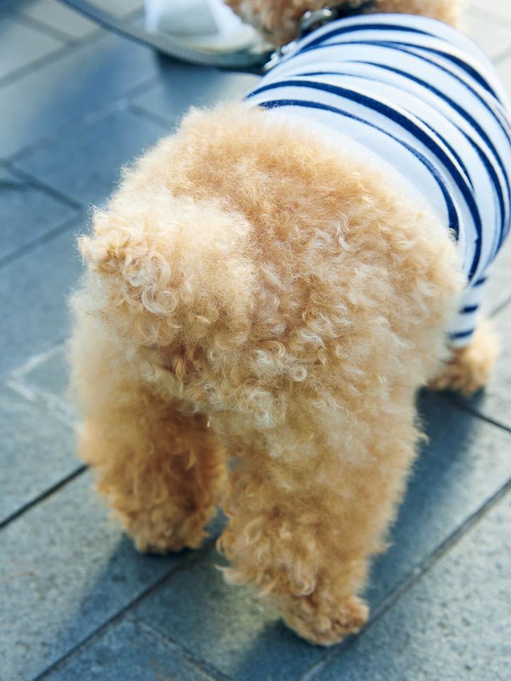 ティーカップ・プードルのしっぽ