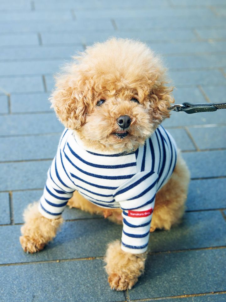 ティーカップ・プードル