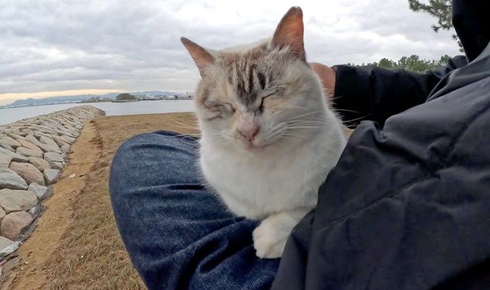 膝の上に乗る猫