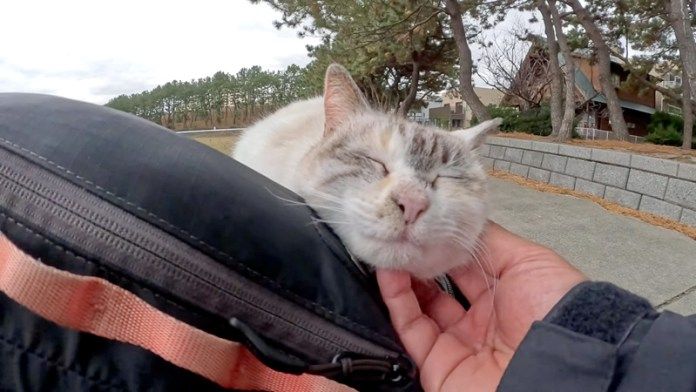 ナデナデされる猫