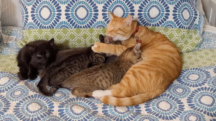 里子たちを進んで世話するオスの猫、聖母のような貫禄漂う