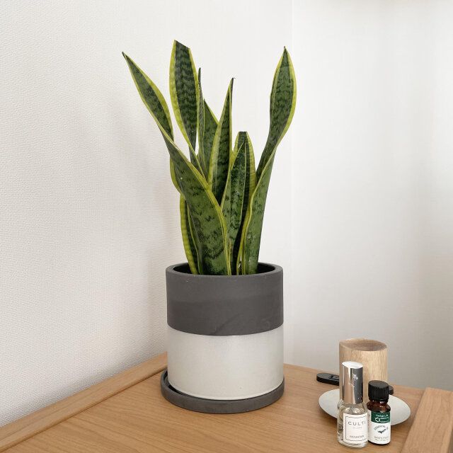 インテリア 楽しむ コツ