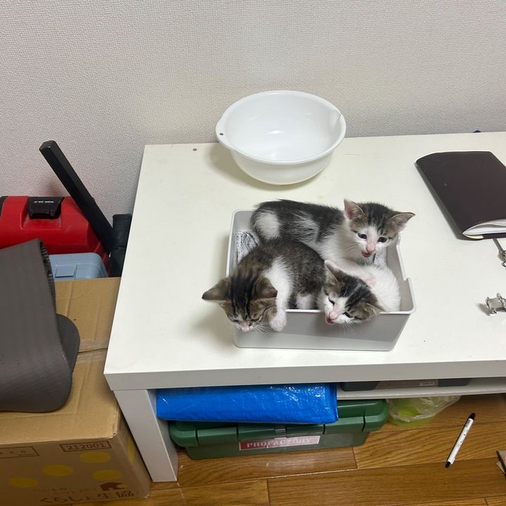 離乳するタイミングの子猫たち