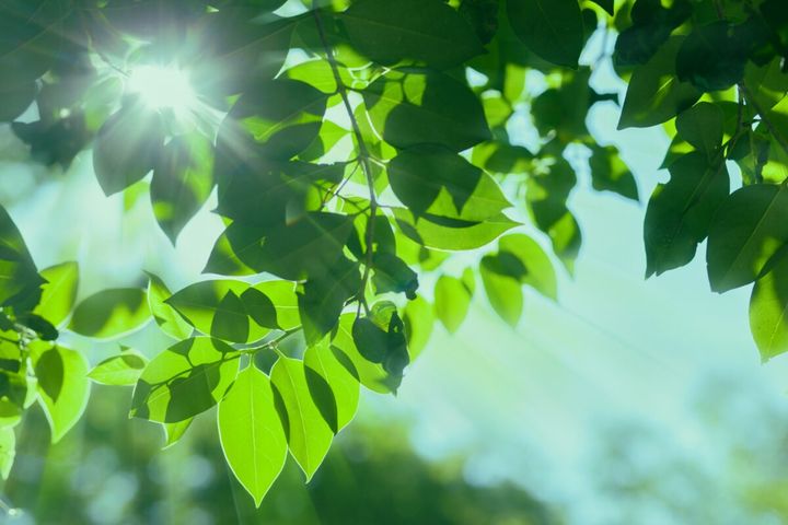 リラックス効果があるといわれる緑色