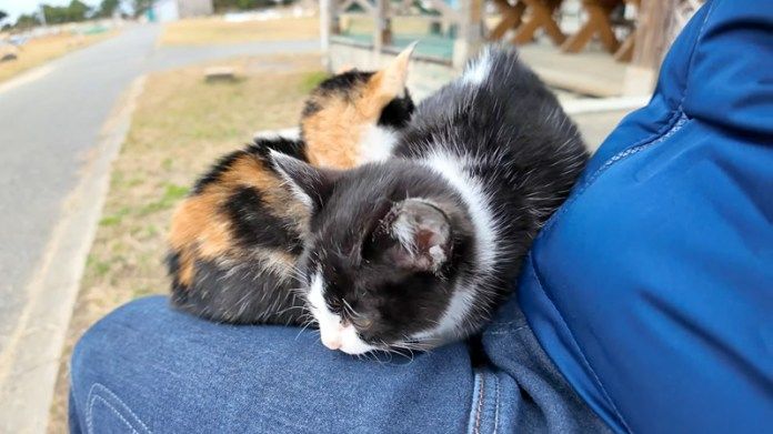 膝の上の子猫達